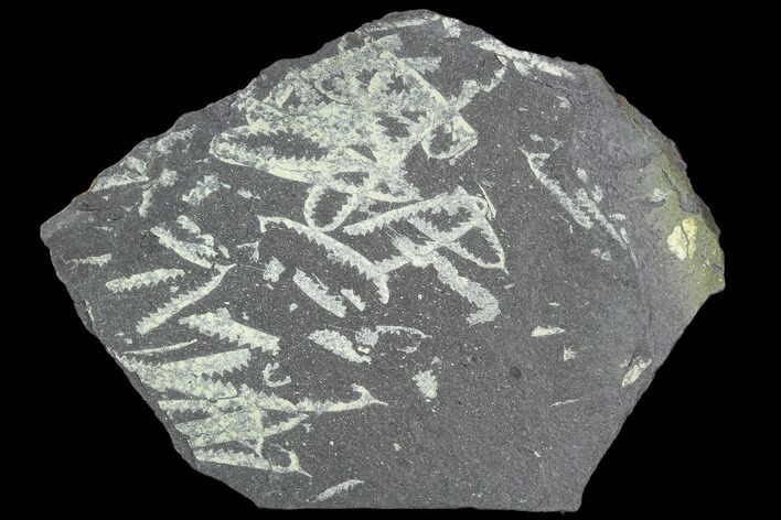 Fossil Graptolite Cluster (Didymograptus) - Great Britain #103415